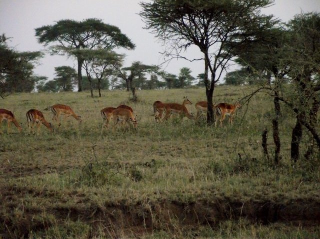 Tanzania 094